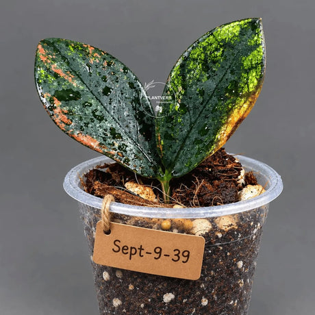 Black Variegated ZZ Plant in a Nursery Pot- Pink Variegated Zamioculcas - Super Rare EXACT Indoor Plant - US Seller