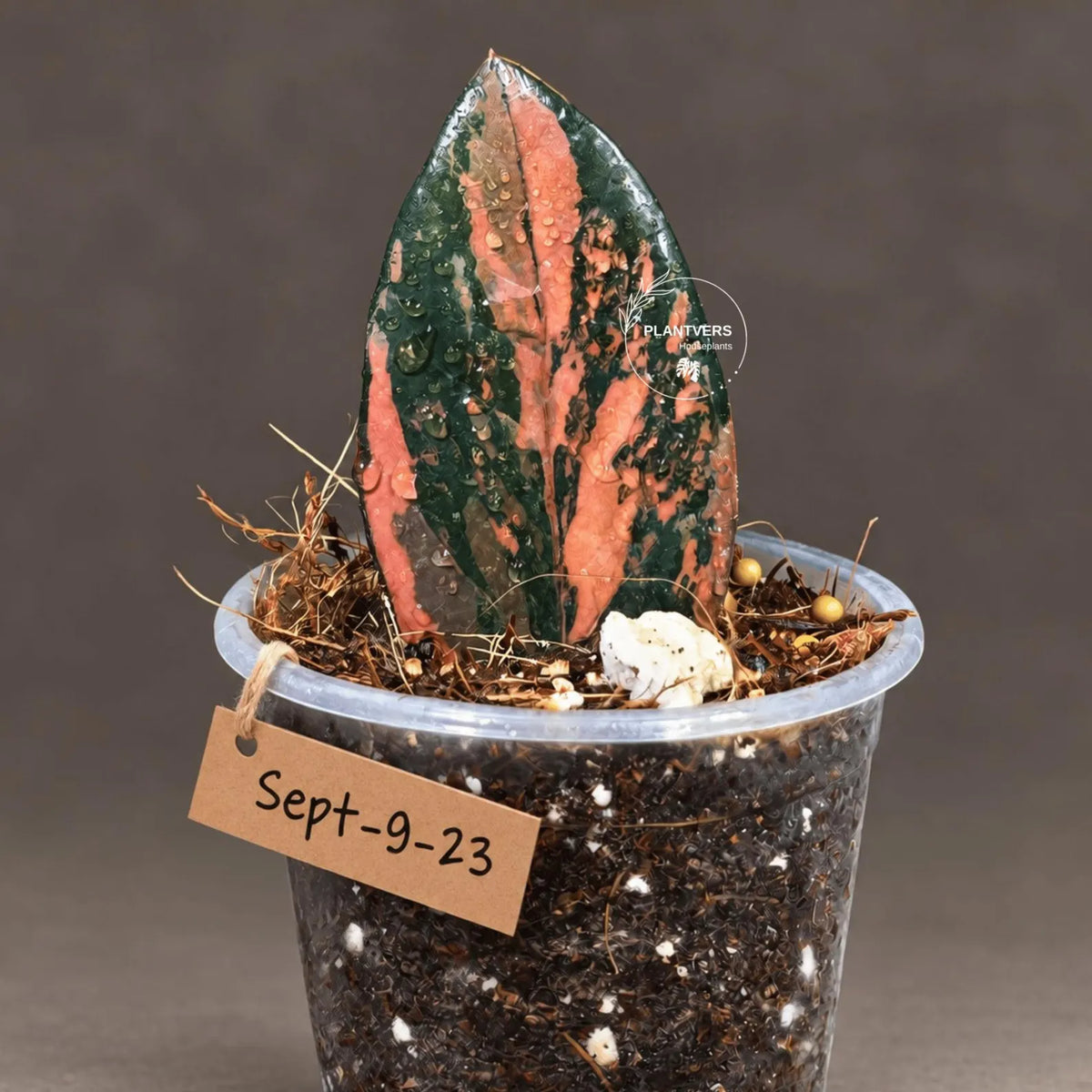 Black Variegated ZZ Plant in a Nursery Pot- Multi Color Zamioculcas - Super Rare EXACT Indoor Plant - US Seller