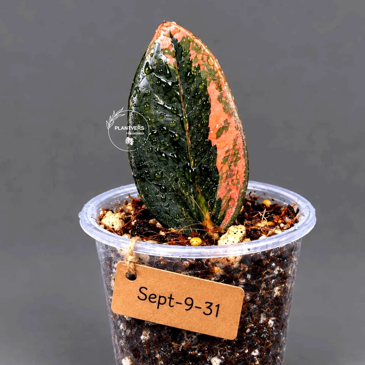 Black Variegated ZZ Plant in a Nursery Pot- Multi Color Zamioculcas - Super Rare EXACT Indoor Plant - US Seller