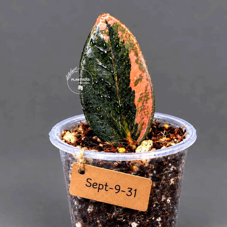 Black Variegated ZZ Plant in a Nursery Pot- Pink Variegated Zamioculcas - Super Rare EXACT Indoor Plant - US Seller