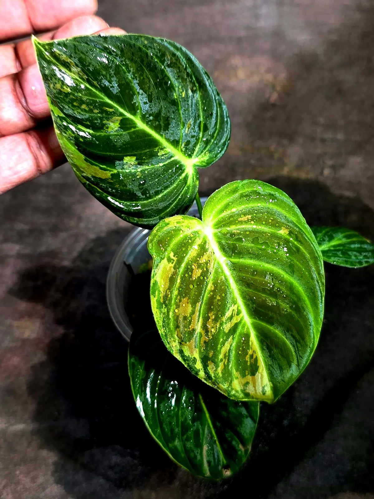 Philodendron Melanochrysum Variegated (Sep-11-28-ER)