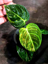 Philodendron Melanochrysum Variegated (Sep-11-28-ER)