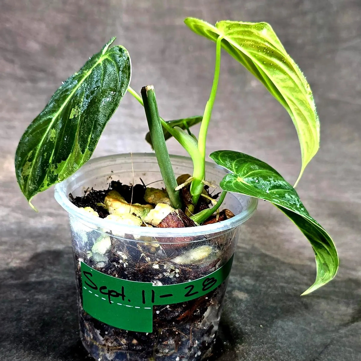 Philodendron Melanochrysum Variegated (Sep-11-28-ER)