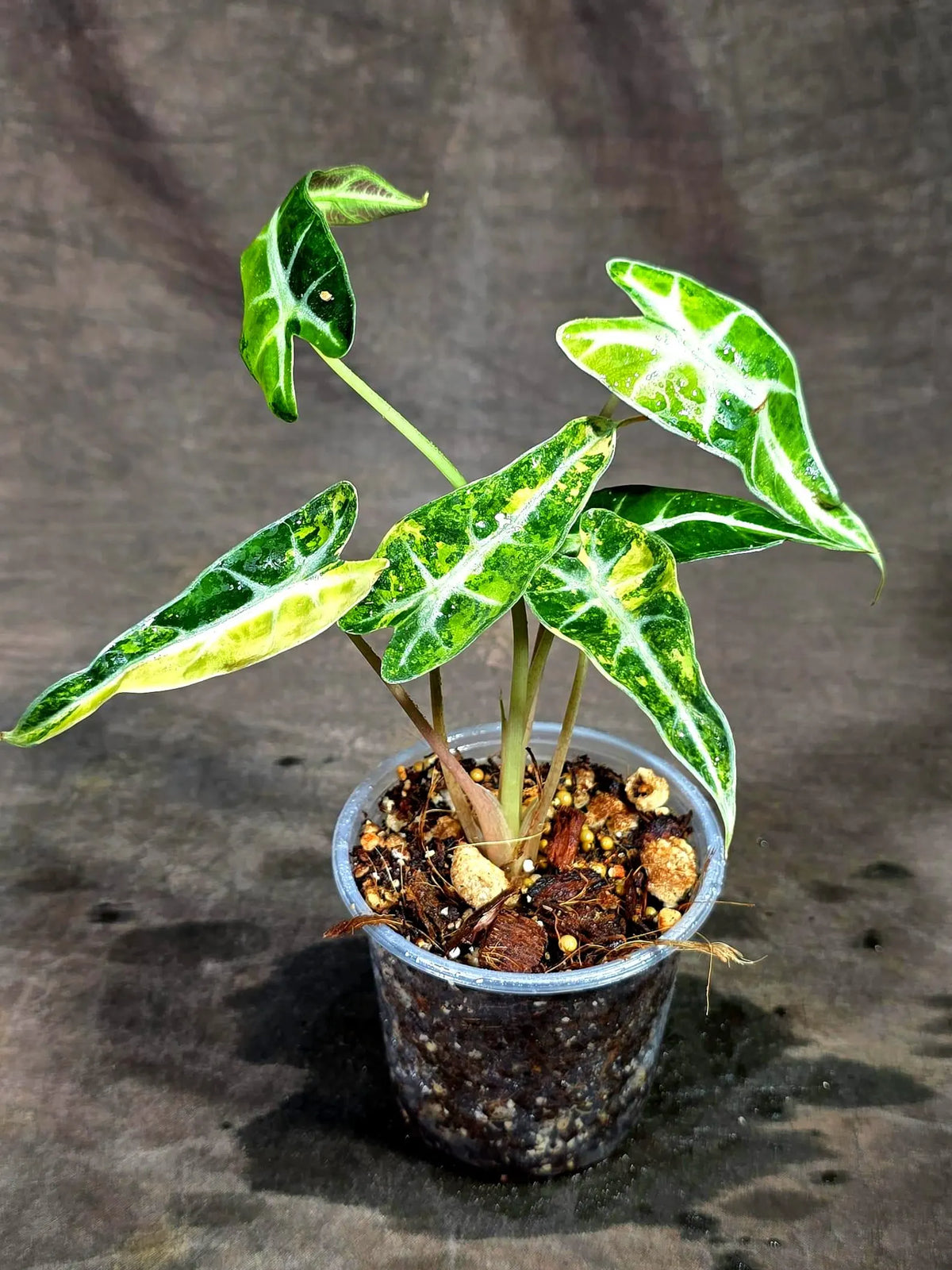 Alocasia Bambino Aurea Variegated (Sep-11-7)