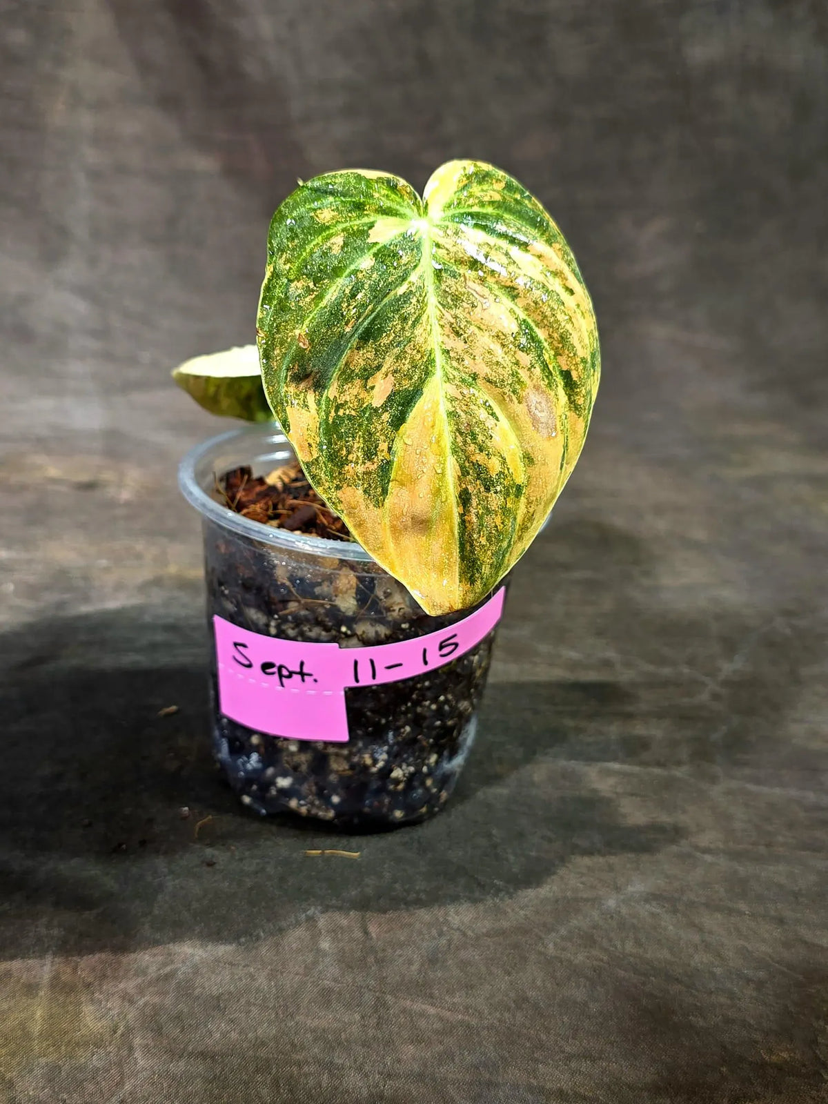 Philodendron Orange Melanochrysum Variegated (Sep-11-15-ER)