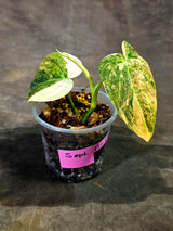 Philodendron Orange Melanochrysum Variegated (Sep-11-15-ER)