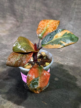 Variegated Black Cardinal Philodendron Live Plant  (Sep-11-16-ER)