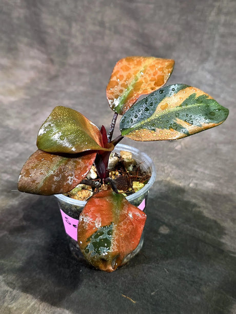 Variegated Black Cardinal Philodendron Live Plant  (Sep-11-16-ER)