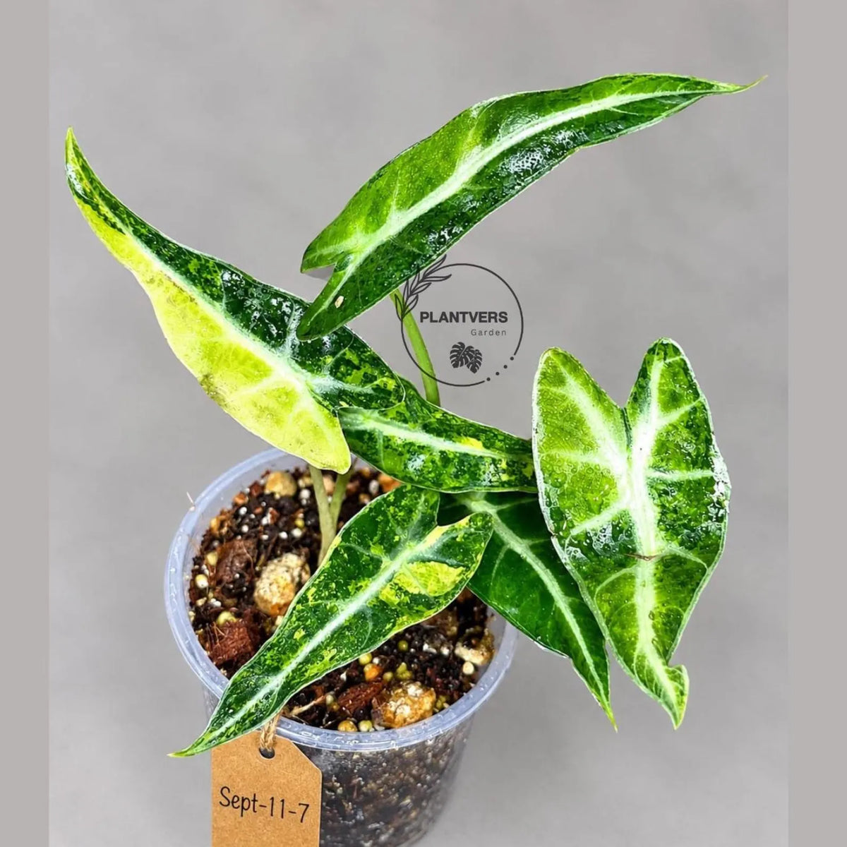 Alocasia Bambino Aurea Variegated (Sep-11-7)