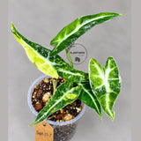 Alocasia Bambino Aurea Variegated (Sep-11-7)