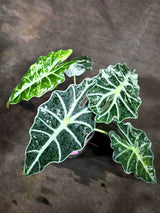 Alocasia Amazonica Albo Variegated (Sep-11-9)