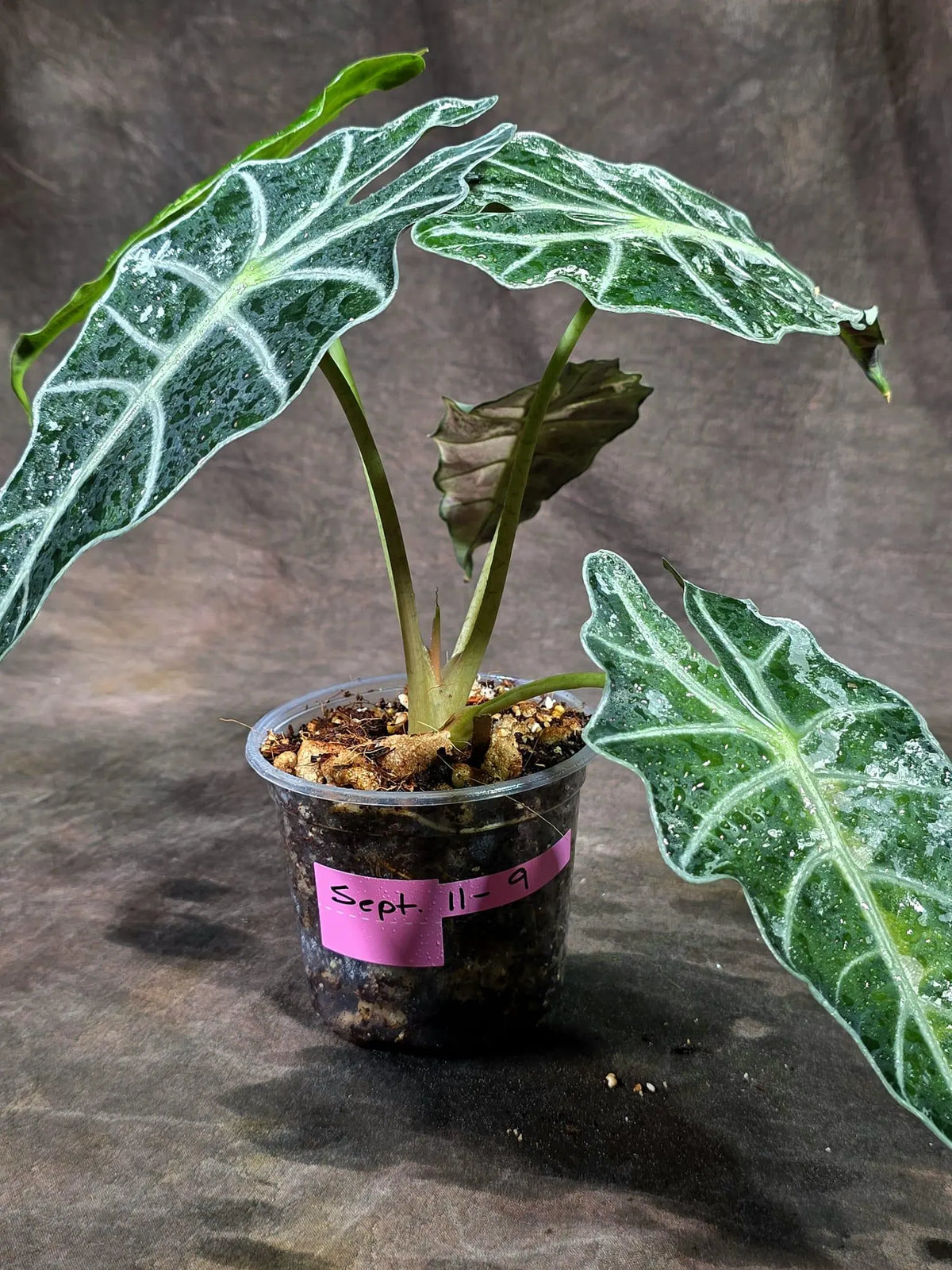 Alocasia Amazonica Albo Variegated (Sep-11-9)