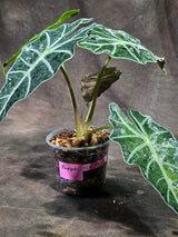 Alocasia Amazonica Albo Variegated (Sep-11-9)