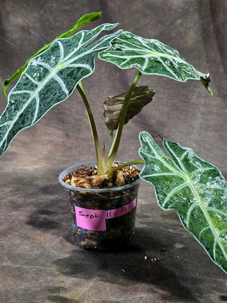 Alocasia Amazonica Albo Variegated (Sep-11-9)