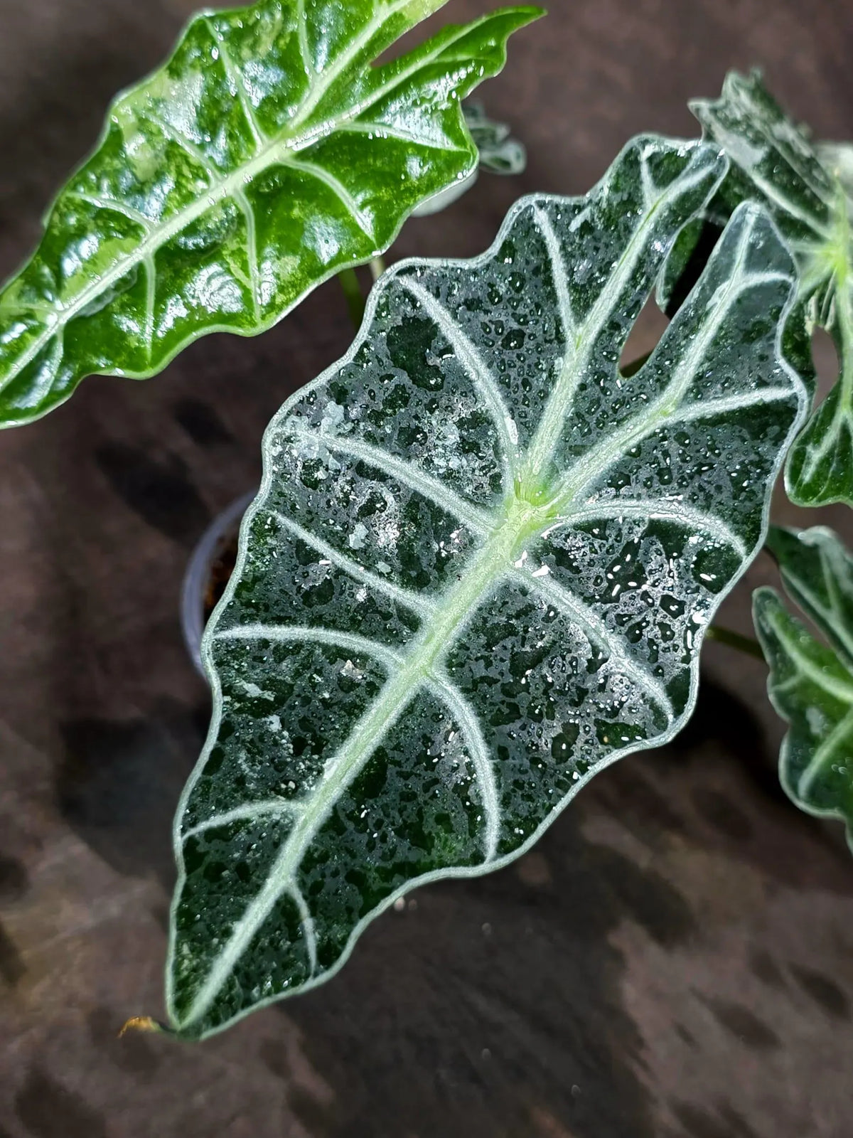 Alocasia Amazonica Albo Variegated (Sep-11-9)