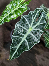 Alocasia Amazonica Albo Variegated (Sep-11-9)