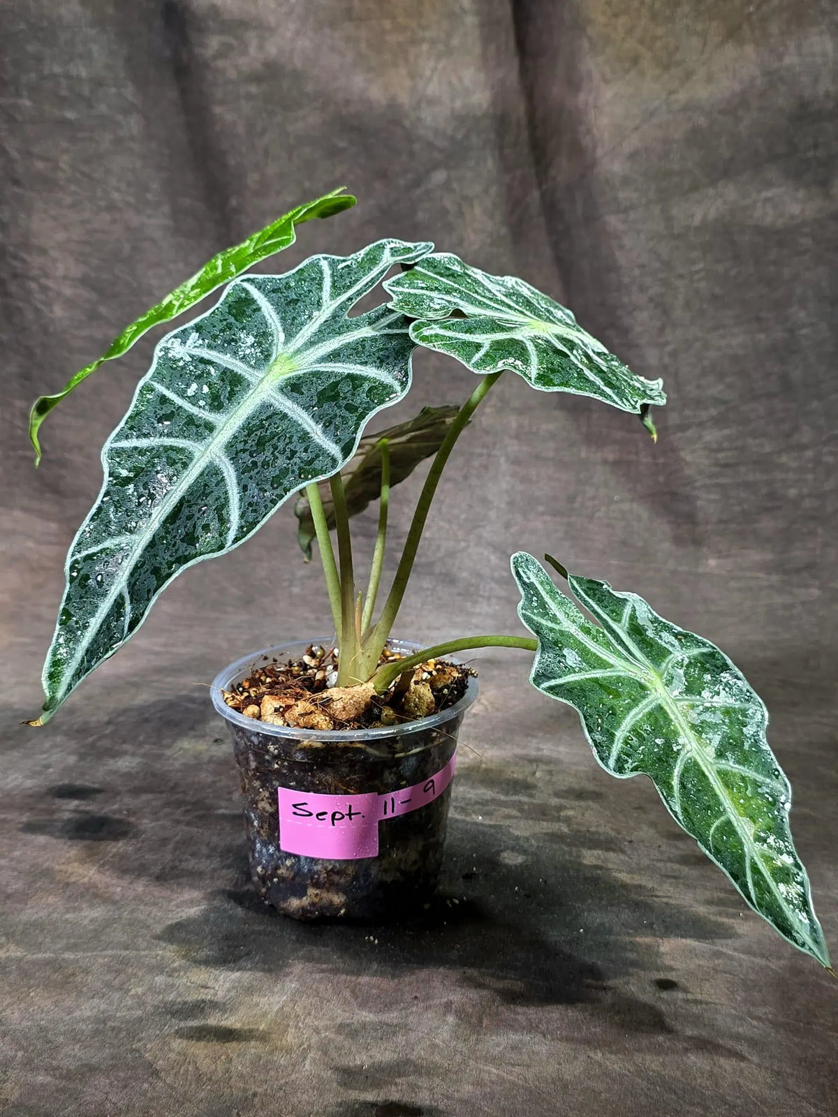Alocasia Amazonica Albo Variegated (Sep-11-9)