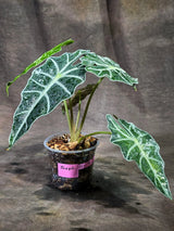 Alocasia Amazonica Albo Variegated (Sep-11-9)