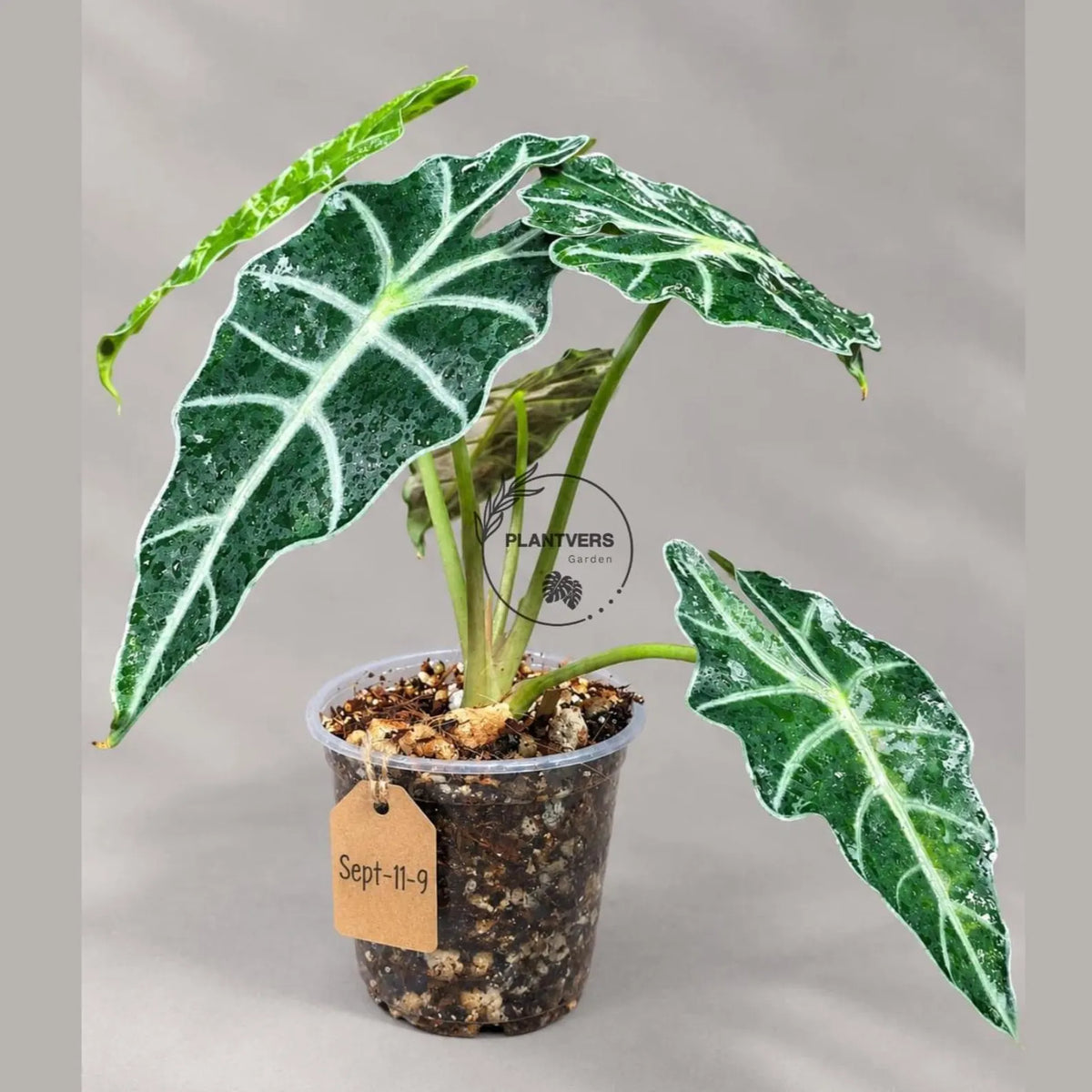 Alocasia Amazonica Albo Variegated (Sep-11-9)