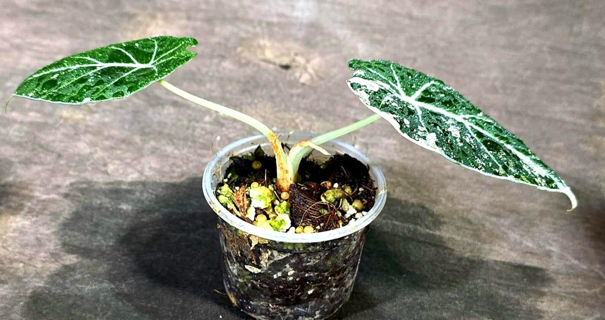 Alocasia Reginula Black Velvet Pink Variegated (Sep-11-14-ER)