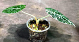 Alocasia Reginula Black Velvet Pink Variegated (Sep-11-14-ER)