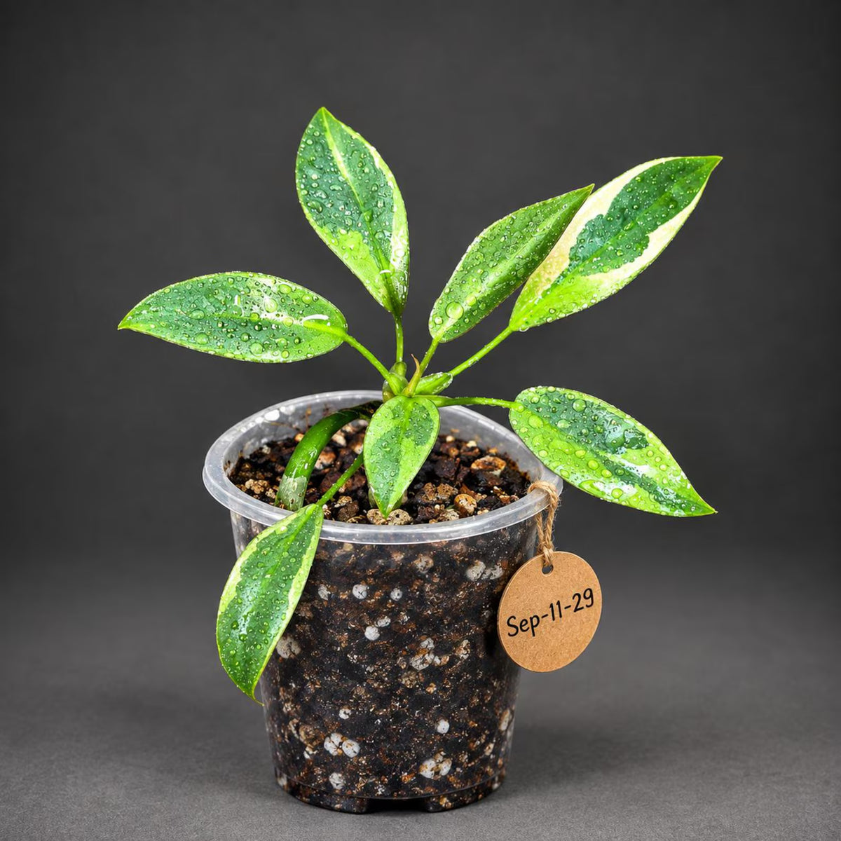Philodendron Atabapoense Variegated (Sep-11-29-ER)