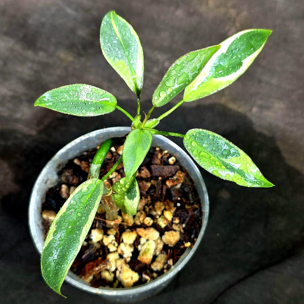 Philodendron Atabapoense Variegated (Sep-11-29-ER)