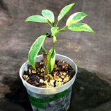 Philodendron Atabapoense Variegated (Sep-11-29-ER)