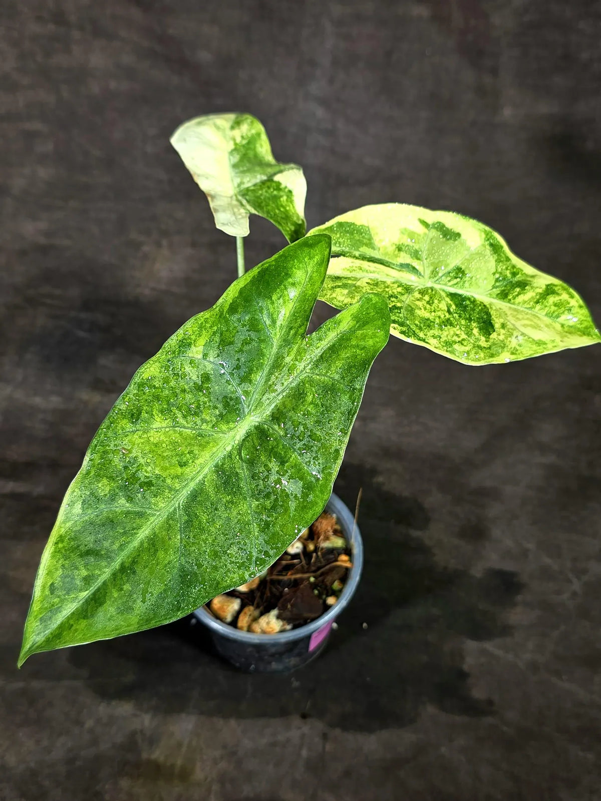 Alocasia Longiloba Aurea Live Plant (Sep-11-10)
