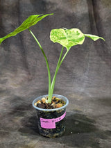 Alocasia Longiloba Aurea Live Plant (Sep-11-10)