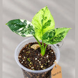 Alocasia Sinuata Aurea Live Plant (Sep-11-13-ER)