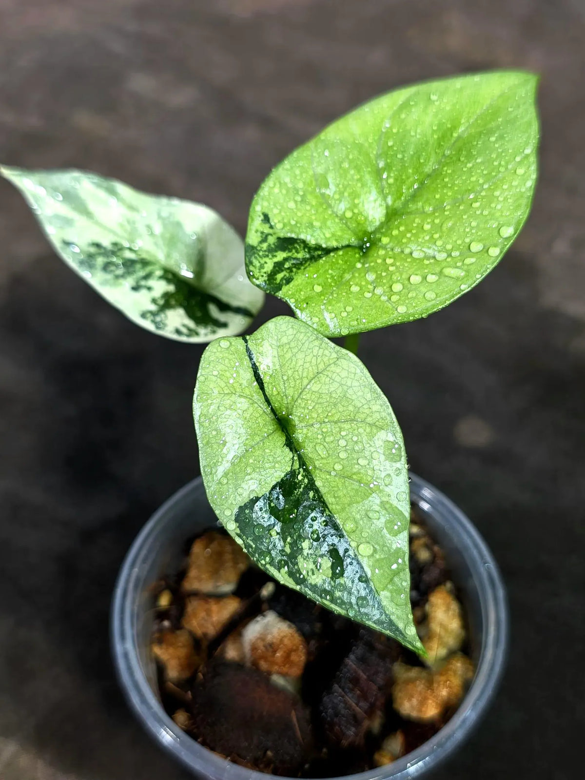 Alocasia Sinuata Aurea Live Plant (Sep-11-18-ER)
