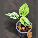 Alocasia Sinuata Aurea Live Plant (Sep-11-18-ER)