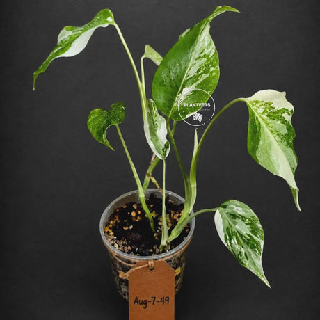 Rare Variegated Monstera Albo Borsigiana Live Plant - Collector Grade - Exact Cut Or Plant
