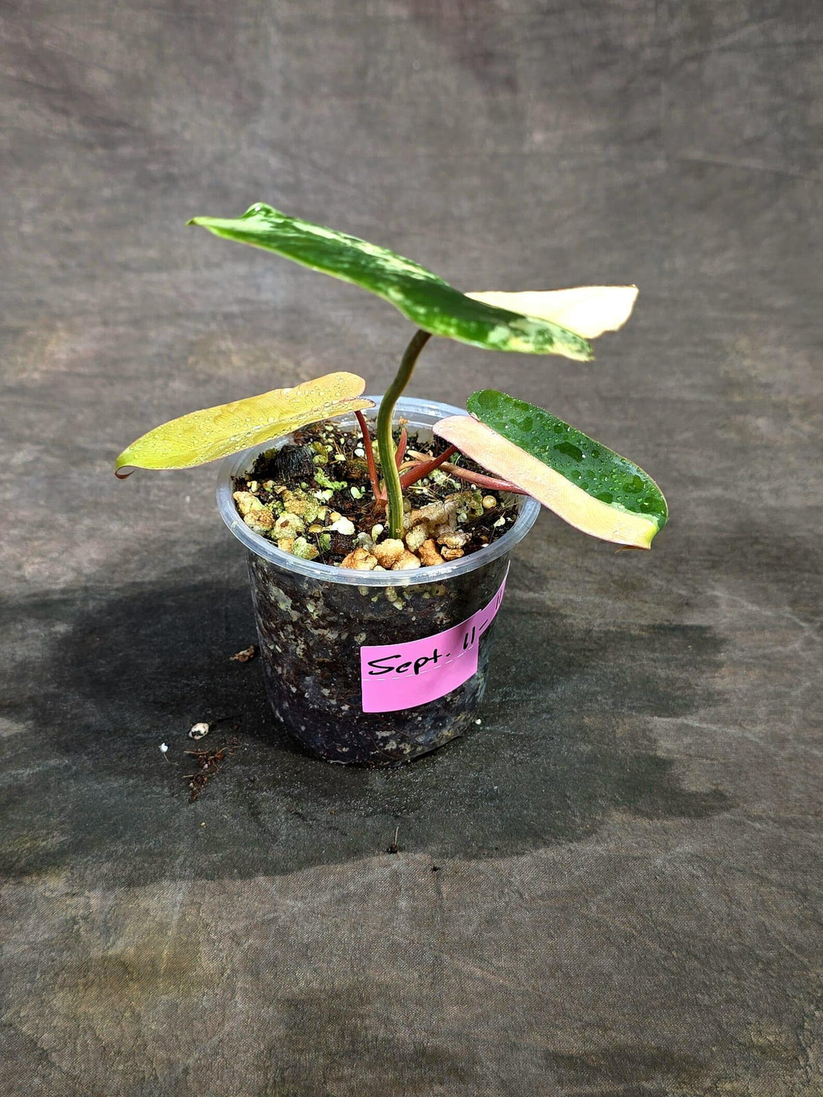 Variegated Philodendron Brown Beauty Live Plant (Sep-11-11-ER)