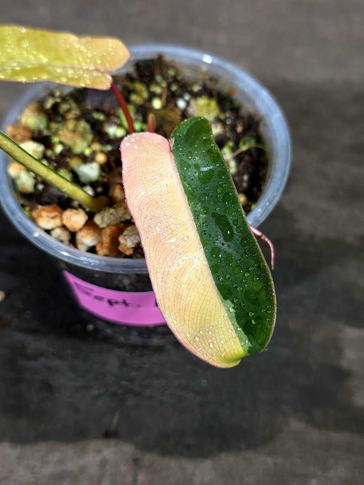 Variegated Philodendron Brown Beauty Live Plant (Sep-11-11-ER)