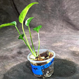 Variegated Golden Flame - Epipremnum Pinnatum (Sep-15-18)