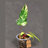 Philodendron Strawberry Shake Variegated (Sep-15-19)