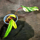 Philodendron Strawberry Shake Variegated (Sep-15-19)