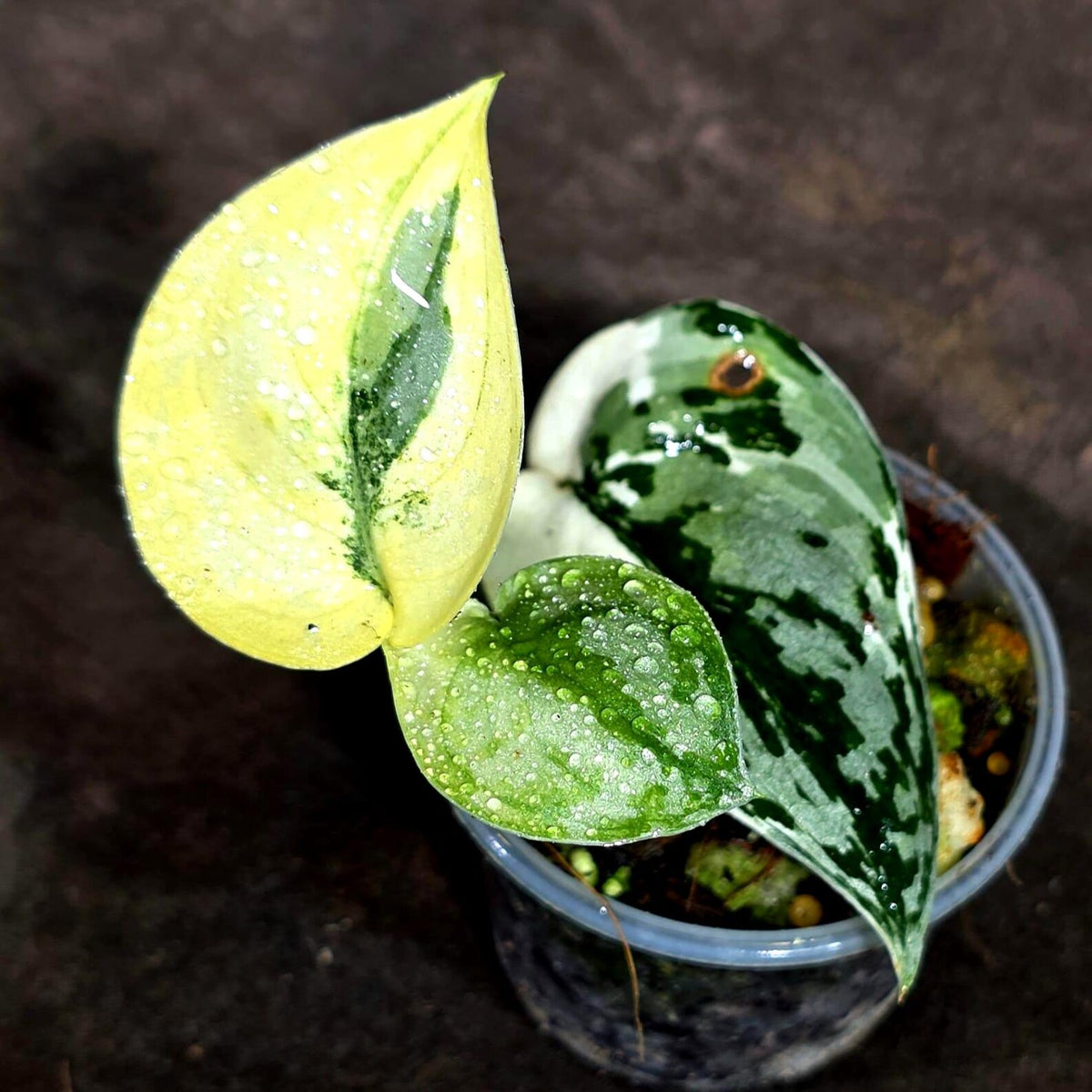 Variegated Scindapsus Mayari Plant  (Sep-16-13)