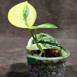 Variegated Scindapsus Mayari Plant  (Sep-16-13)