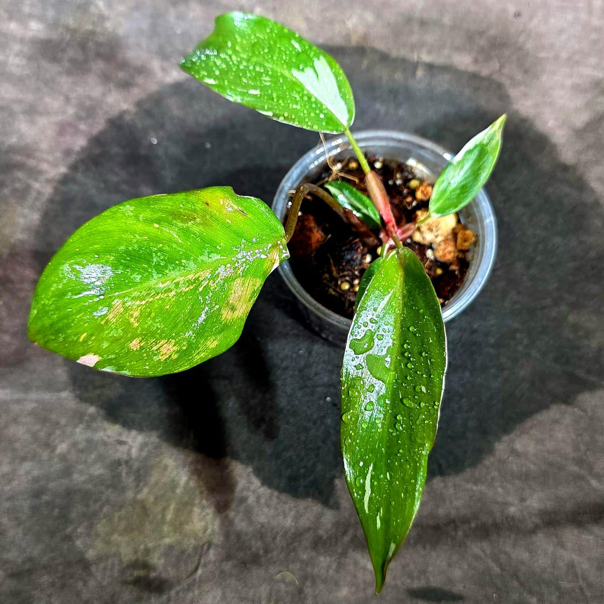 Variegated Philodendron Red Anderson - Rare Tricolor Philodendron - Collector Indoor Plant - Exotic Tropical Houseplant
