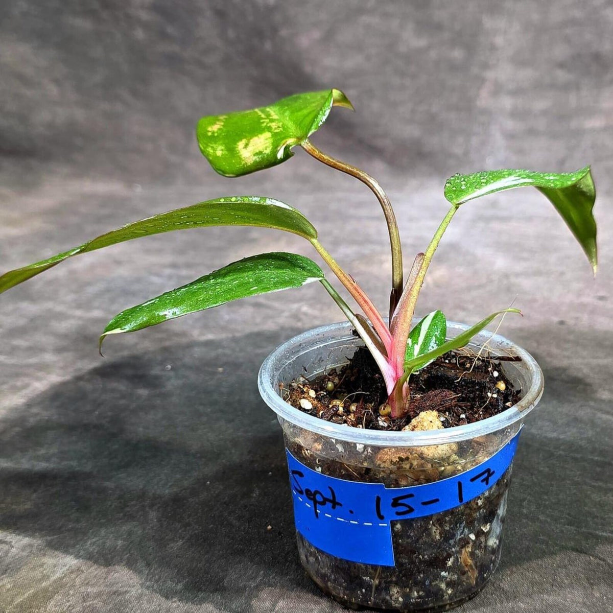 Variegated Philodendron Red Anderson - Rare Tricolor Philodendron - Collector Indoor Plant - Exotic Tropical Houseplant