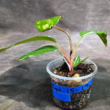 Variegated Philodendron Red Anderson - Rare Tricolor Philodendron - Collector Indoor Plant - Exotic Tropical Houseplant