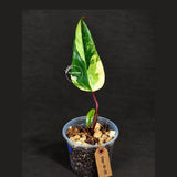 Philodendron Strawberry Shake Variegated (Sep-15-25)