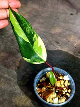 Philodendron Strawberry Shake Variegated (Sep-15-25)