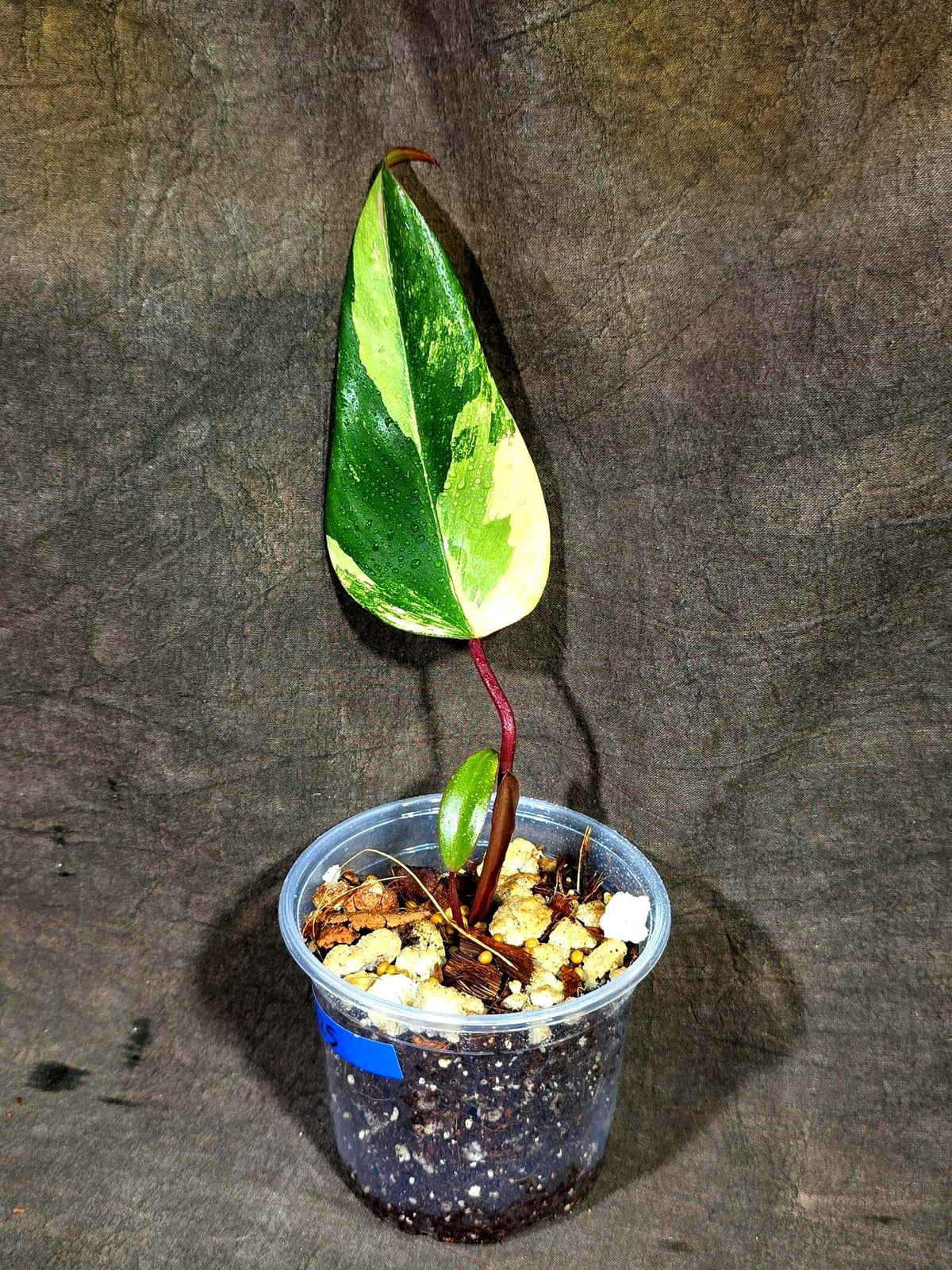 Philodendron Strawberry Shake Variegated (Sep-15-25)