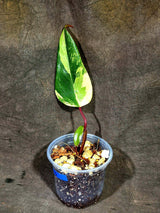 Philodendron Strawberry Shake Variegated (Sep-15-25)