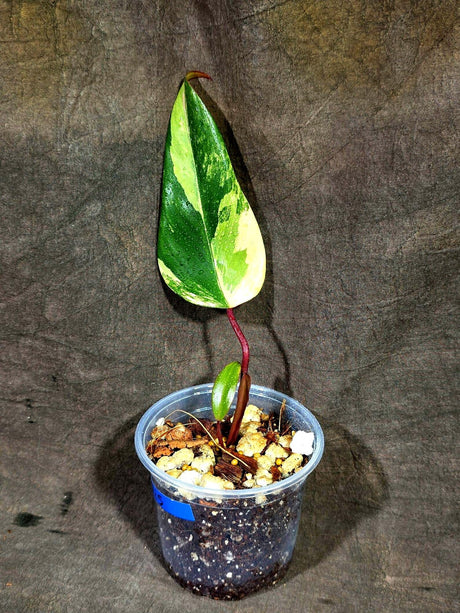 Philodendron Strawberry Shake Variegated (Sep-15-25)