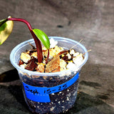 Philodendron Strawberry Shake Variegated (Sep-15-25)